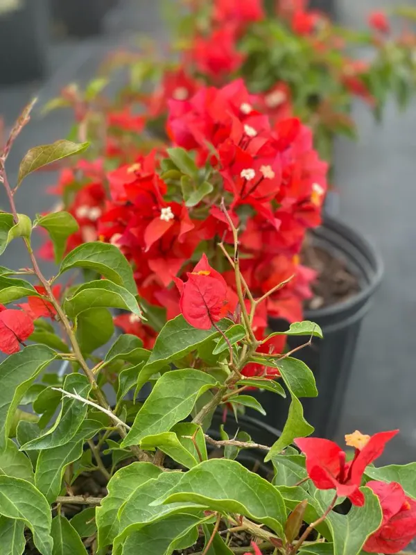 Flame_Bougainvillea_Plant_For_Gardening