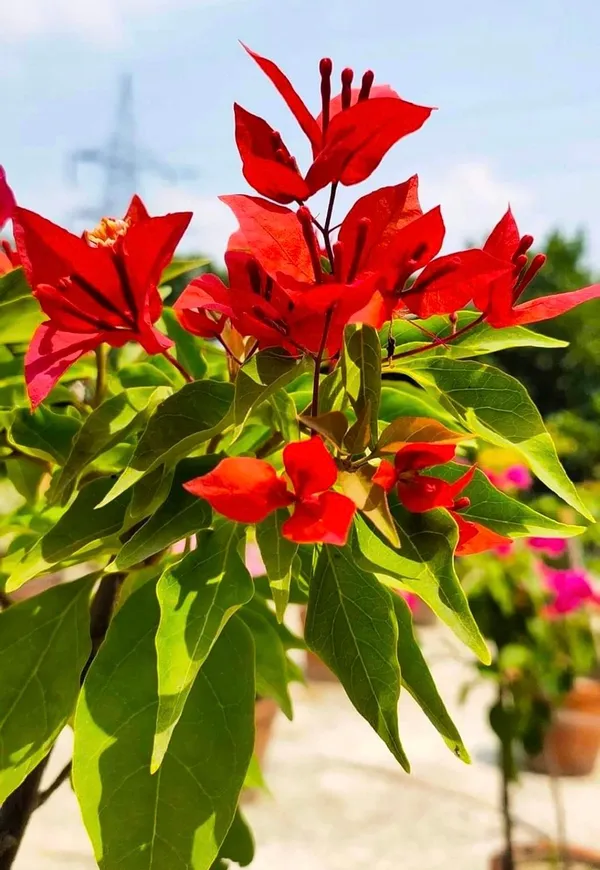 Flame_Bougainvillea_Plant_For_Gardening