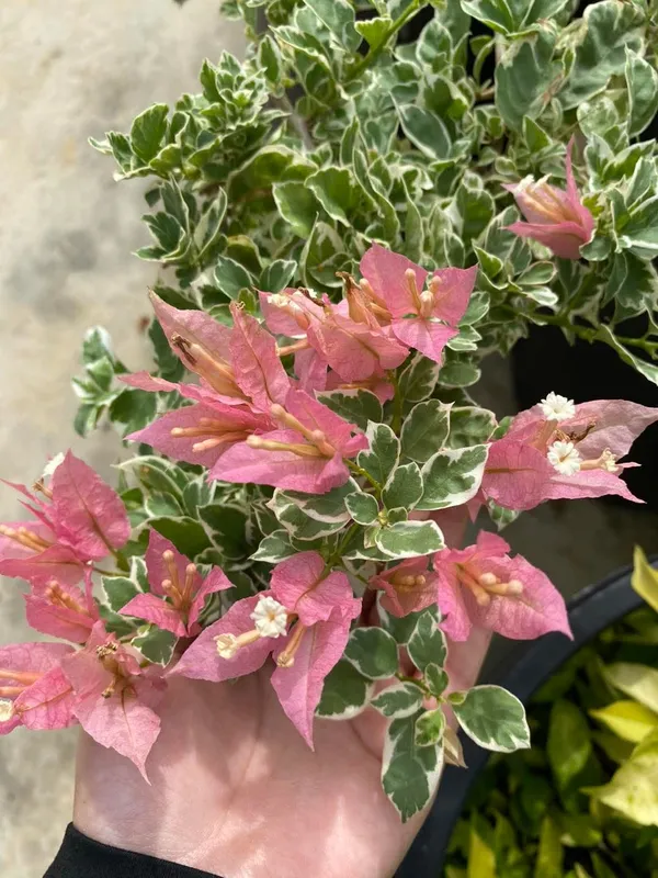 Sakura_Green_Leaf_Bougainvillea_Plant_For_Gardening