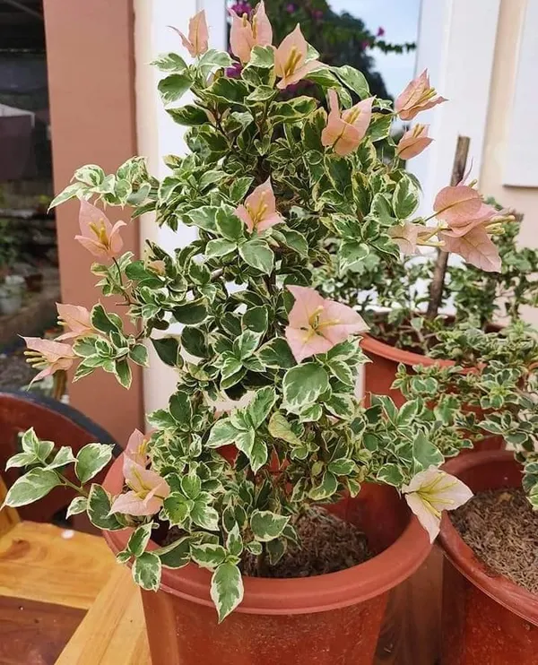 Sakura_Green_Leaf_Bougainvillea_Plant_For_Gardening
