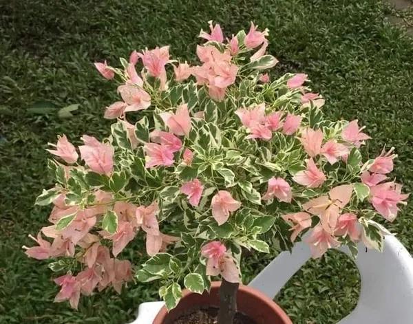 Sakura_Green_Leaf_Bougainvillea_Plant_For_Gardening