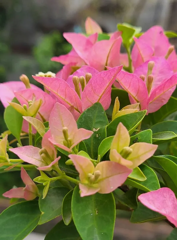 Kayata_Bougainvillea_Plant_For_Gardening