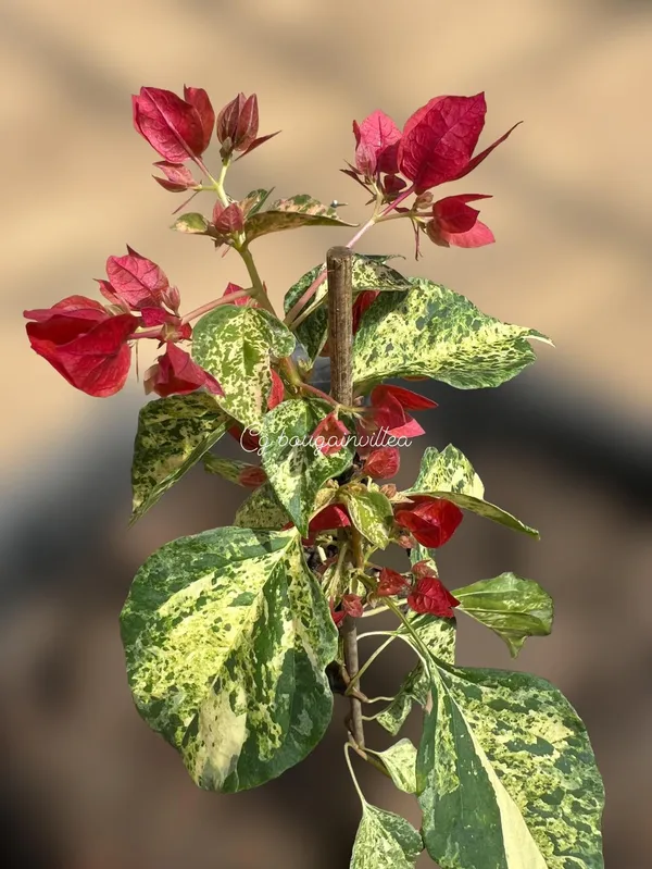 Tiger_Snowflake_Bougainvillea_Plant_For_Gardening