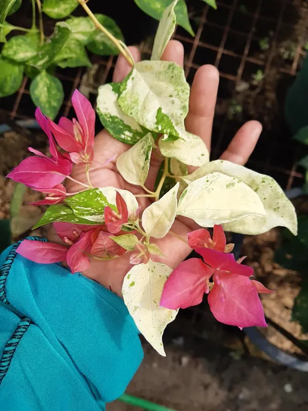 Tiger_Snowflake_Bougainvillea_Plant_For_Gardening