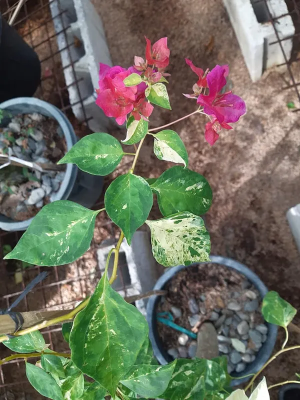 Tiger_Snowflake_Bougainvillea_Plant_For_Gardening