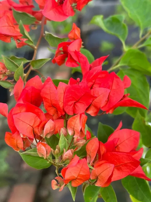 Chilli_Red_Bougainvillea_Plant_For_Gardening
