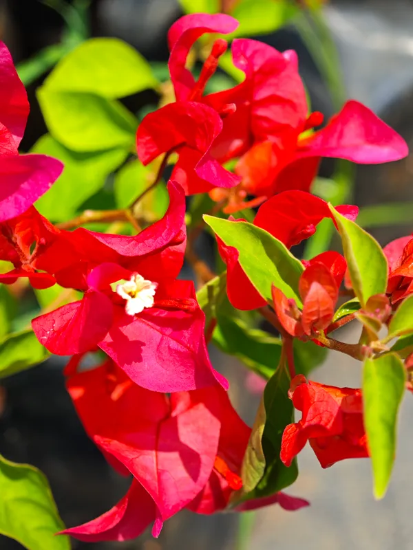 Chilli_Red_Bougainvillea_Plant_For_Gardening