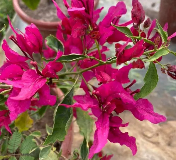 Butterfly_Red_Bougainvillea_Plant_For_Gardening