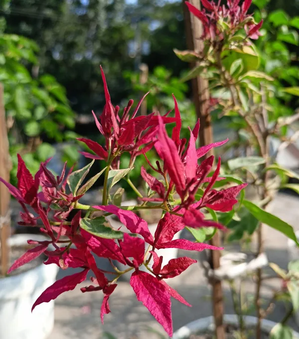 Butterfly_Red_Bougainvillea_Plant_For_Gardening