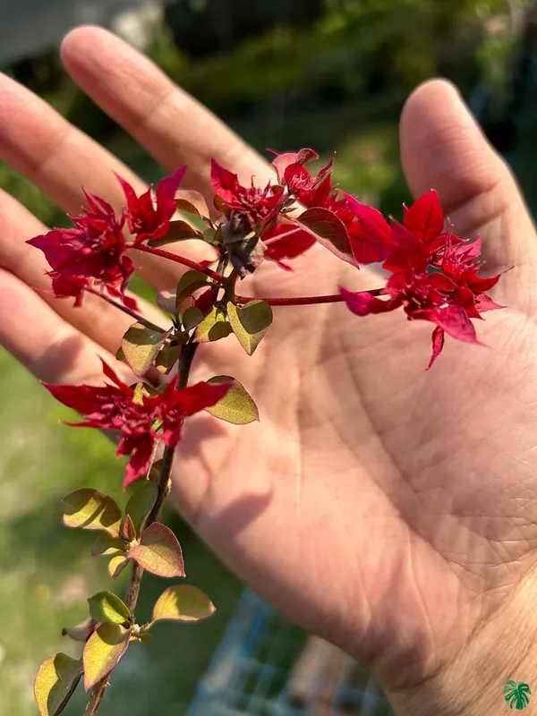 Butterfly_Red_Bougainvillea_Plant_For_Gardening