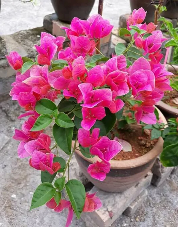 Watermelon_Kiss_Bougainvillea_Plant_For_Gardening
