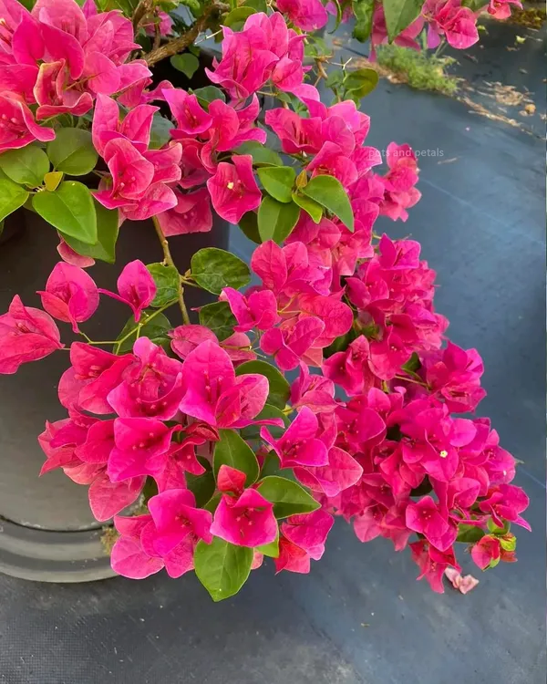 Watermelon_Kiss_Bougainvillea_Plant_For_Gardening
