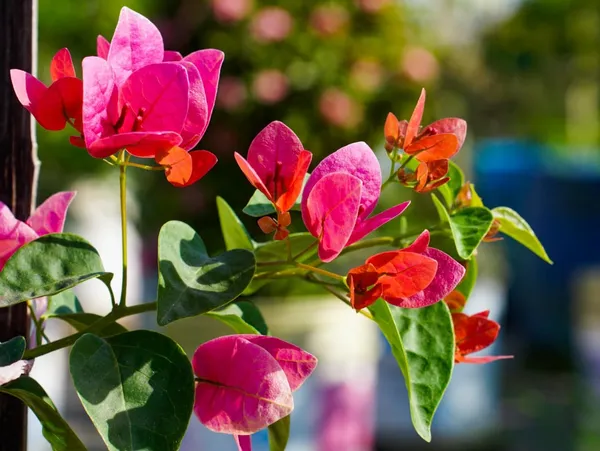 Watermelon_Kiss_Bougainvillea_Plant_For_Gardening