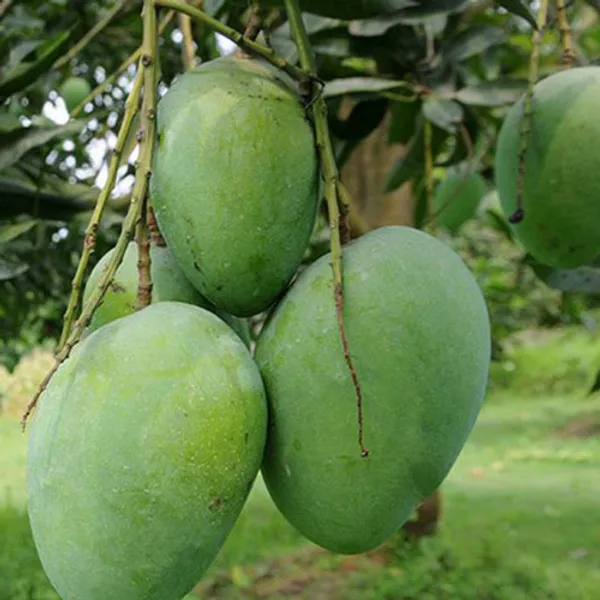 Himsagar_Mango_Plant