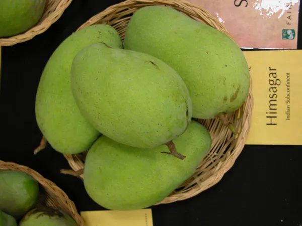 Himsagar_Mango_Plant