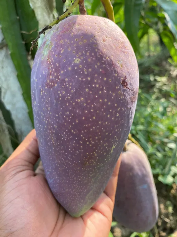 King_Of_Chakapat_Mango_Plant_(Hybrid_And_Grafted)