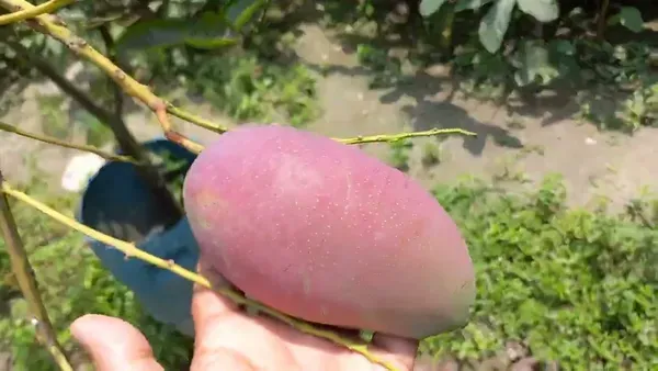 King_Of_Chakapat_Mango_Plant_(Hybrid_And_Grafted)