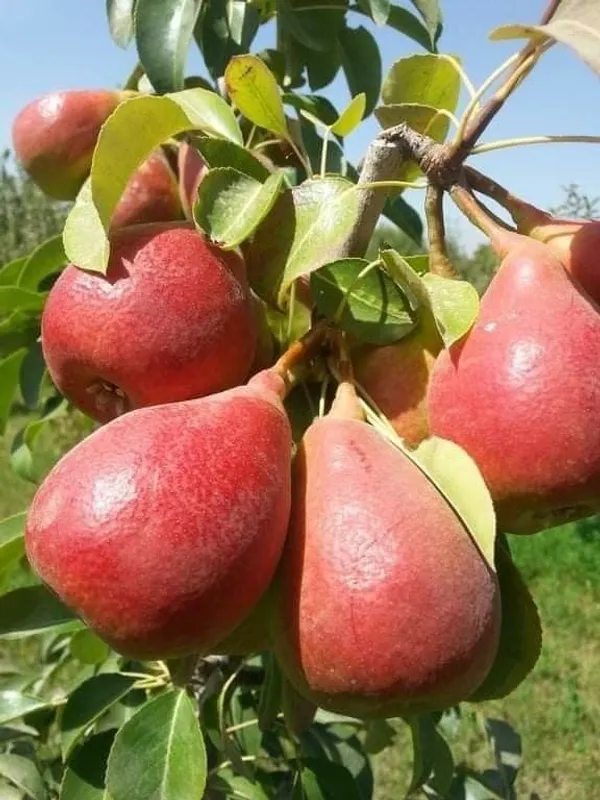 Red_Pear_Fruit_Plant