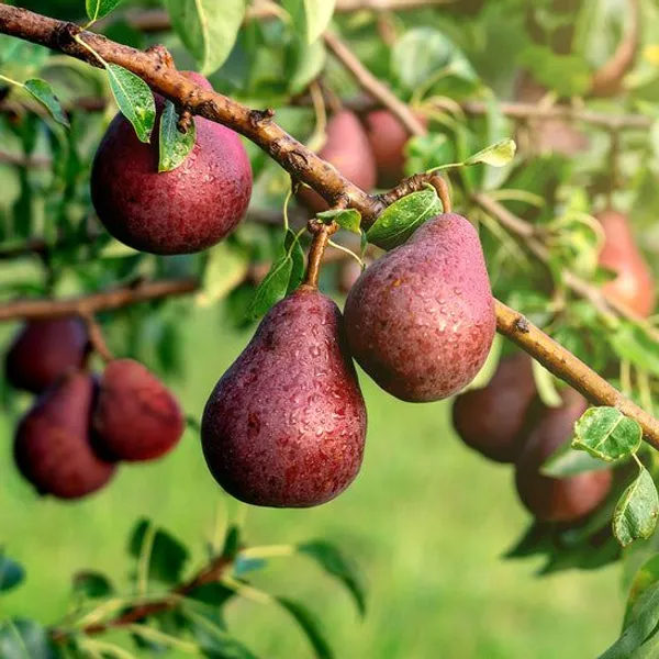 Red_Pear_Fruit_Plant