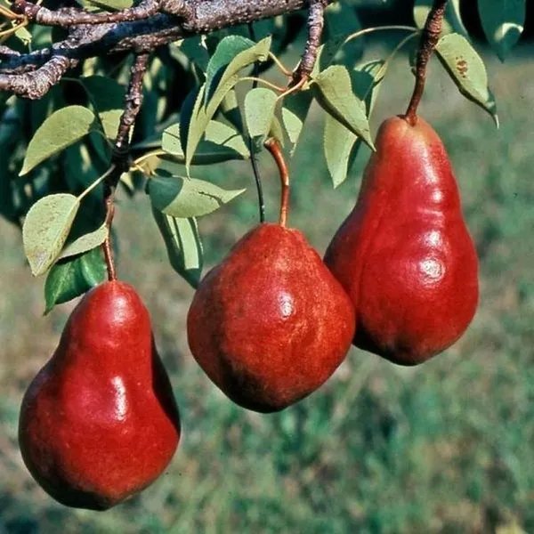 Red_Pear_Fruit_Plant