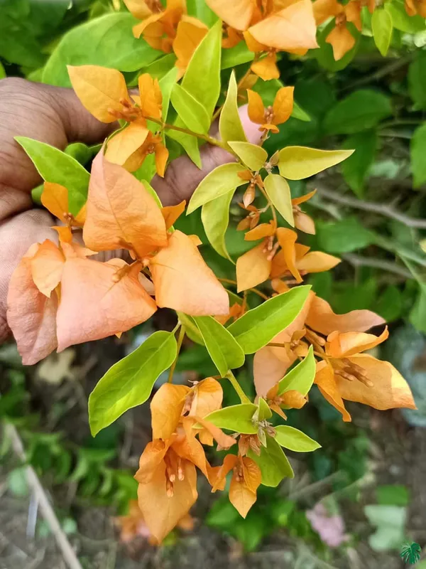 Chilli_Yellow_Bougainvillea_Plant_For_Gardening
