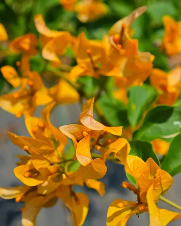 Chilli_Yellow_Bougainvillea_Plant_For_Gardening