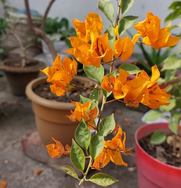 Chilli_Yellow_Bougainvillea_Plant_For_Gardening