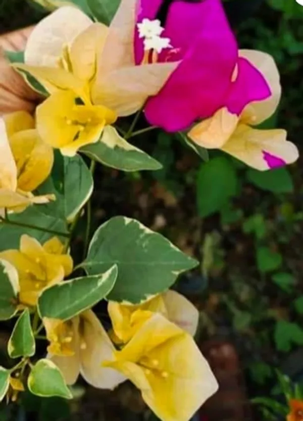 Emas_Perak_Yellow_Mix_Bougainvillea_Plant_For_Gardening