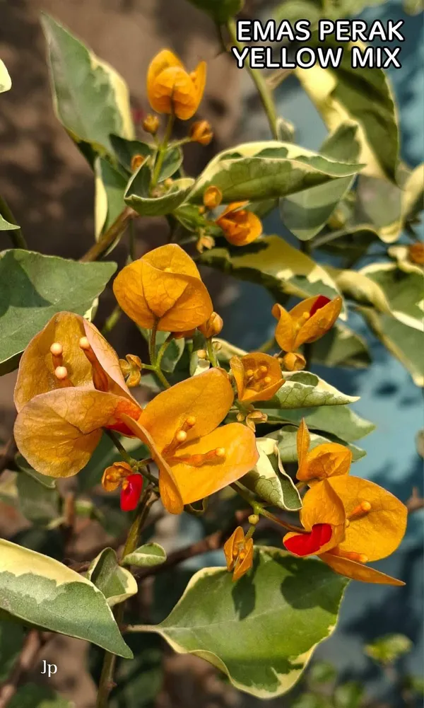 Emas_Perak_Yellow_Mix_Bougainvillea_Plant_For_Gardening