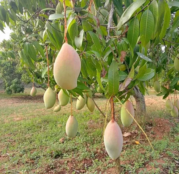 Totapuri_Mango_(Hybrid_And_Grafted)