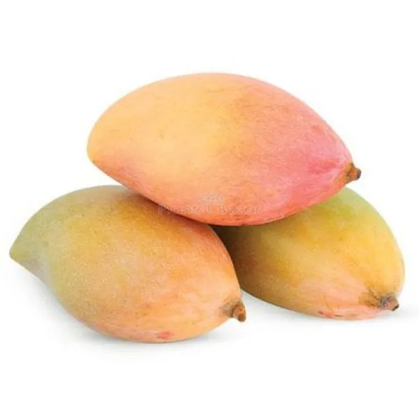 Totapuri_Mango_(Hybrid_And_Grafted)