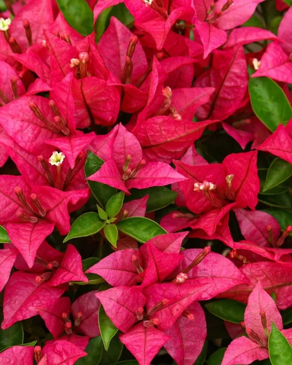 Brizza_Magenta_Bougainvillea_Plant_For_Gardening