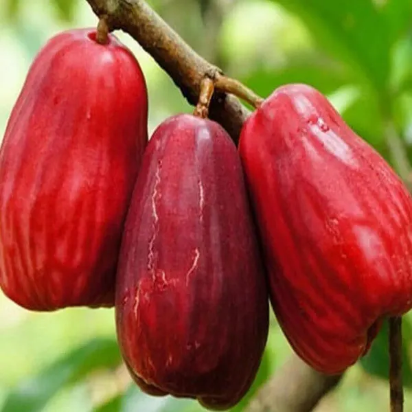 Jambu-King-Kong-Wax-Apple-Water-Layering-Grafted-Fruit-Plant