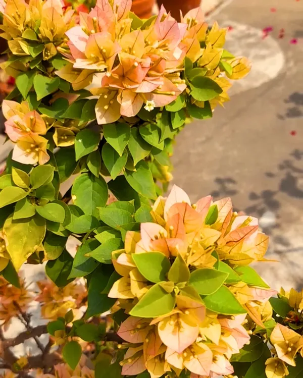 21_Jewels_Yellow_Bougainvillea_Plant_For_Gardening