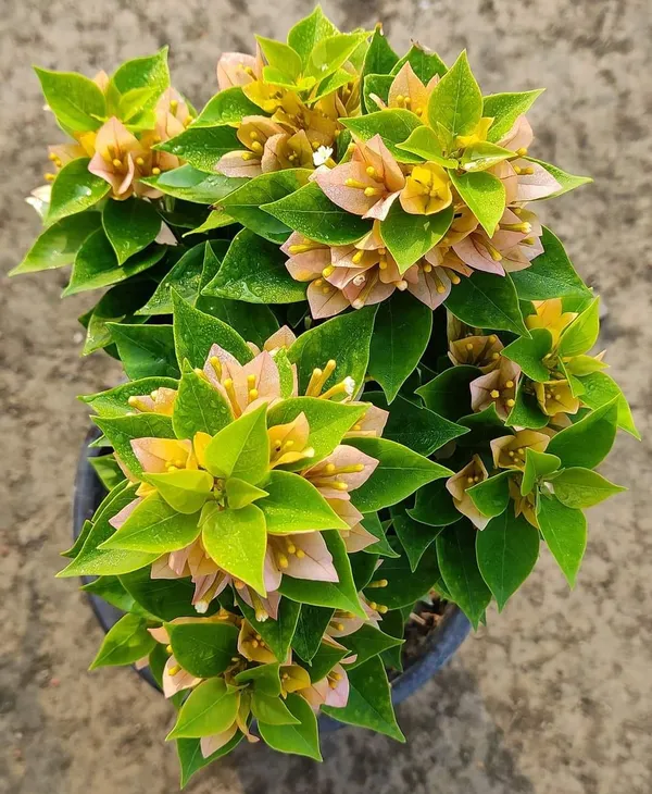 21_Jewels_Yellow_Bougainvillea_Plant_For_Gardening