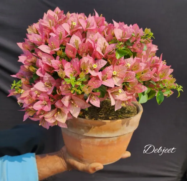 Golden_B_Gojes_Bougainvillea_Plant_For_Gardening