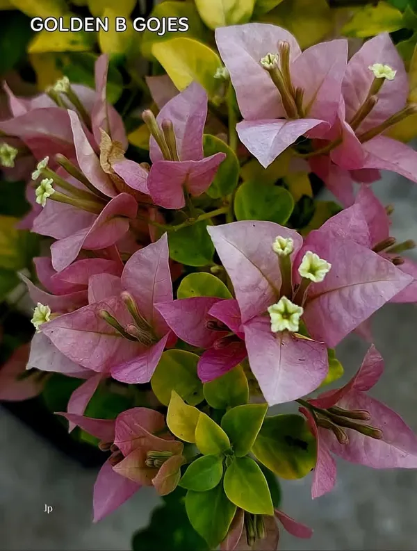 Golden_B_Gojes_Bougainvillea_Plant_For_Gardening