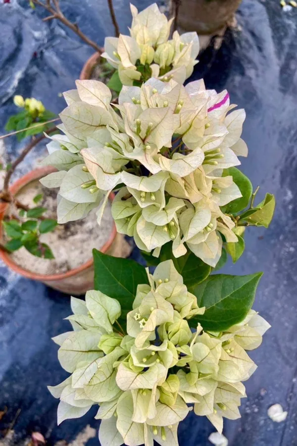 Vera_White_Bougainvillea_Plant_For_Gardening