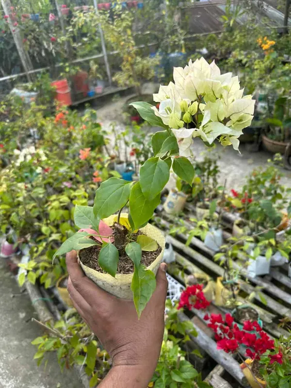 Vera_White_Bougainvillea_Plant_For_Gardening