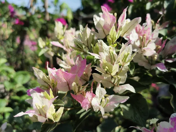 Butterfly_Splash_Bougainvillea_Plant_For_Gardening