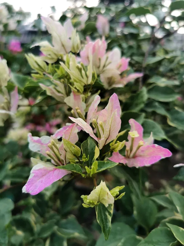 Butterfly_Splash_Bougainvillea_Plant_For_Gardening