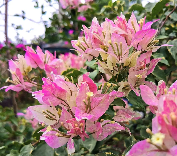 Butterfly_Splash_Bougainvillea_Plant_For_Gardening