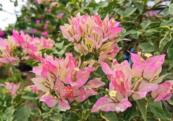 Butterfly_Splash_Bougainvillea_Plant_For_Gardening