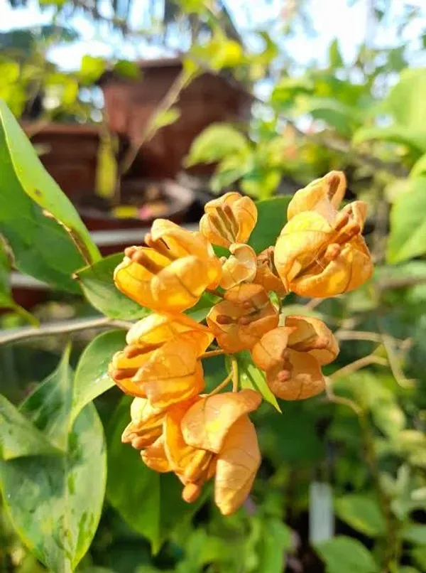 Yellow_Tanglong_Bougainvillea_Plant_For_Gardening