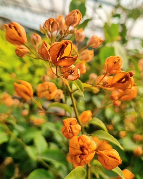 Yellow_Tanglong_Bougainvillea_Plant_For_Gardening