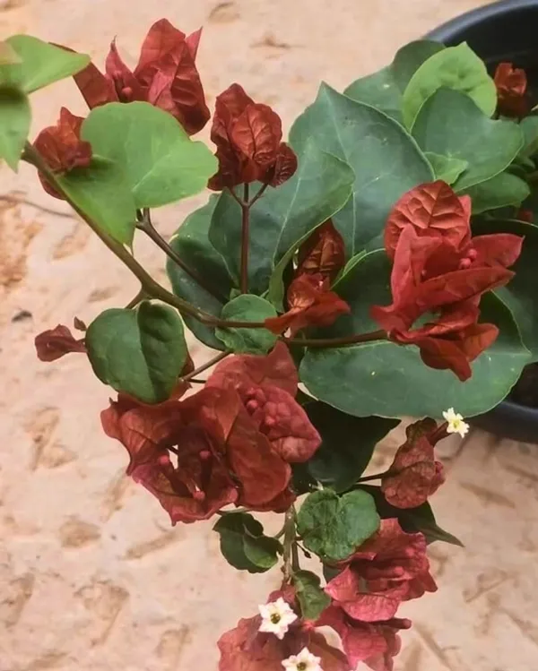 Chocolate_Brown_Bougainvillea_Plant_For_Gardening