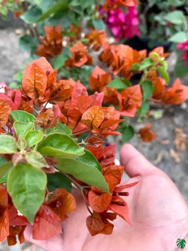 Chocolate_Brown_Bougainvillea_Plant_For_Gardening