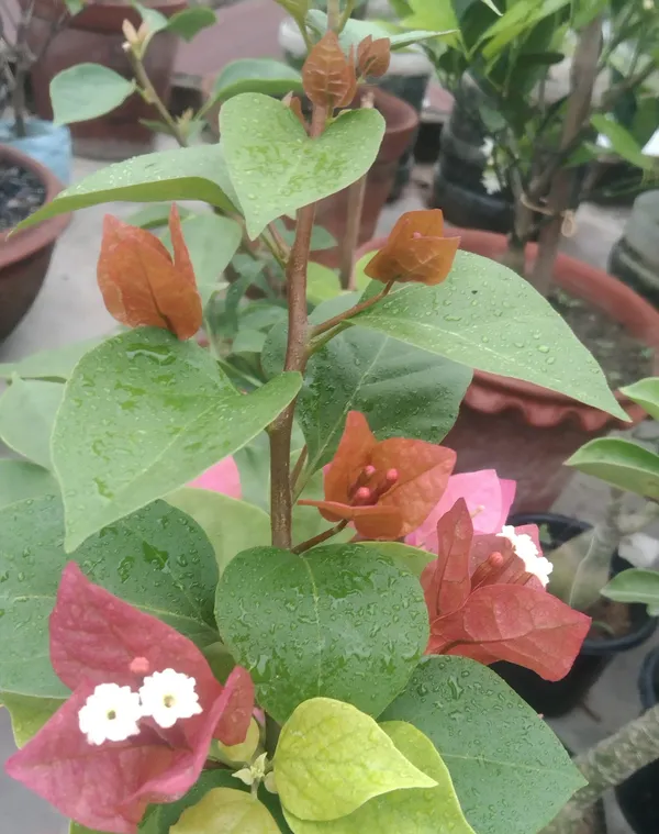 Chocolate_Brown_Bougainvillea_Plant_For_Gardening