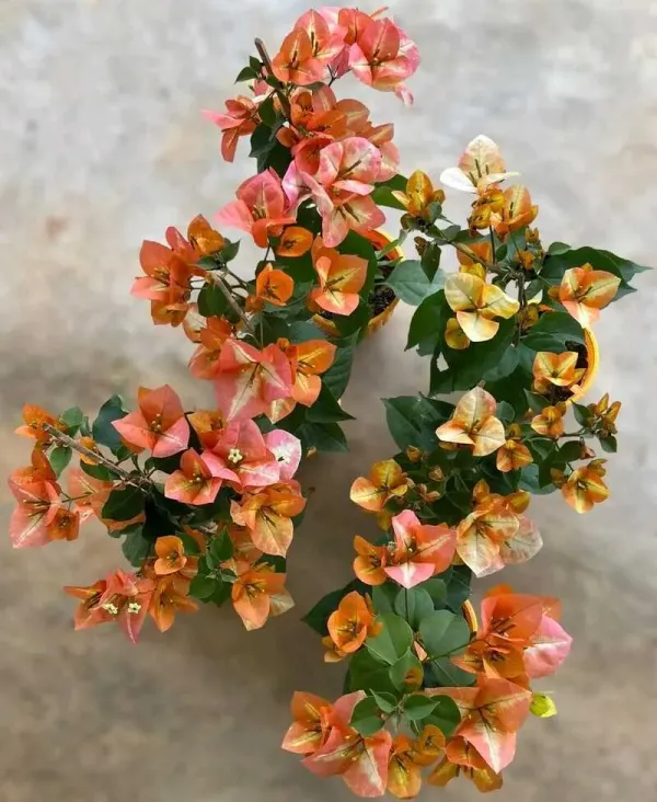 Golden_Sunshine_Bougainvillea_Plant_For_Gardening