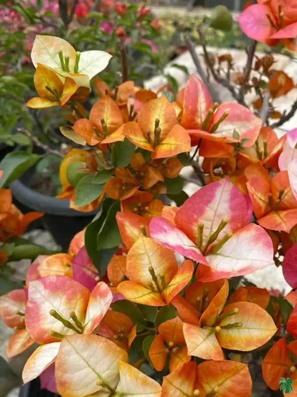 Golden_Sunshine_Bougainvillea_Plant_For_Gardening